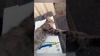 #shorts #смешныеживотные #животные #приколысживотными  Сон в шерсть...