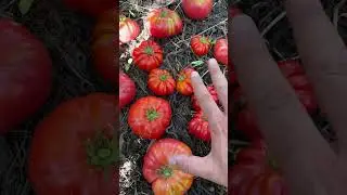 CONSEJOS AL COSECHAR LOS 