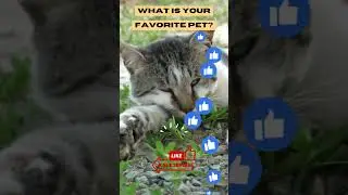 Cats Being Clumsy: Funny Moments Caught on Camera | 