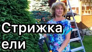 Парикмахерская для елей🌲 Стрижка елей