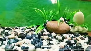 Changing setup of aquarium for platy fish babies #changingsetup #work #aquariumsetup