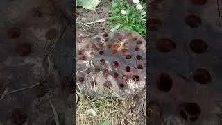 Попытка удалить пень солью и аммиачной силитрой провалилась