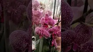 Галина Рязанова Любимые орхидеи 