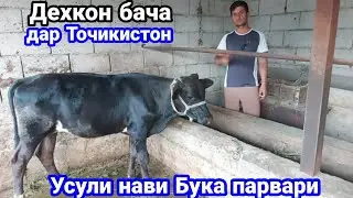 Усули нави Бука парвари дар Точикистон бо Дехкон бача Чорвопарвари,   29 июня 2023 г.