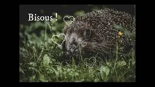 Hérisson bisous !
