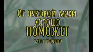 От луковой мухи хорошо помогает такое средство