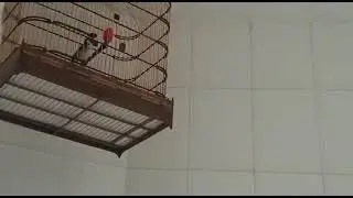 9 de fevereiro de 2021