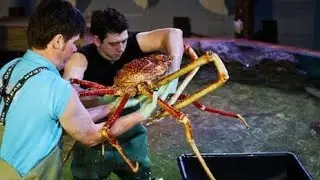 Giant Big Mud Crab