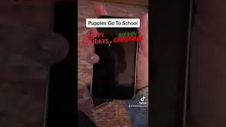 Puppies Go To School ￼￼