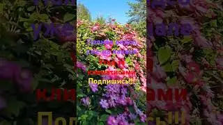 Уход за климатисами #дача #огород