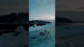 Too Cute to Handle: Hilarious Moment with a Funny Pup 