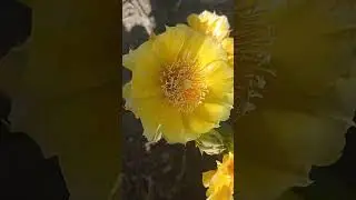 Цветёт опунция уличная. 🌼🌻🌸