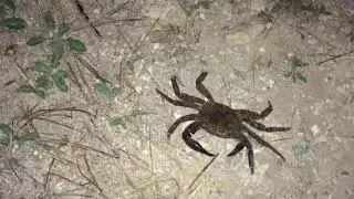 dog and crab / dog against crab