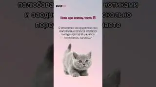 Угадай породу кошки.  #quiz #викторина #квизонлайн #игра #квиз #cats #cat #кошки #кот #котики
