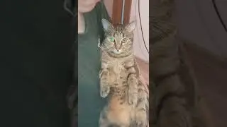 Барсик бупешка