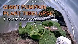 Giant Pumpkin Plant Timelapse - 1 month of growth