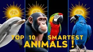 Meet the Smartest Animals on Earth! | Discover the Top 10 Smartest Animals on Earth!
