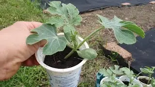 Opening the watermelon and melon season. May 31, 2022.