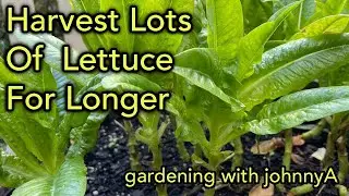 Cut and Come Again Lettuce 5 Tips - Regrow for a Bigger Longer Harvest - Amish Deer Tongue & others.