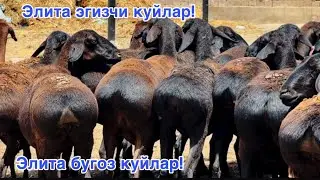 Элита бугоз куйлар! Эгизчи куйлар! Сотилиб кетган
