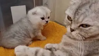Mama cat and kitten to cheer up and relieve stress