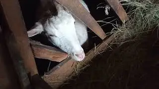 Оттепель Коза не наливает вымя...