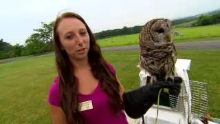 What’s in an owl pellet?