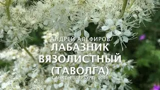 Meadowsweet (Filipendula ulmaria). Alefirov A.N.