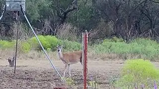 successful bow hunt Oct 2n 21