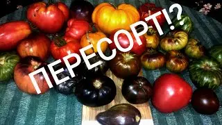Сплошной пересорт томатов!😱😱😱 Помогите разобраться! 🙂🙂🙂