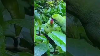 kish you baby parrot love you 🐦🦜🦜🦜🦜💋💋 