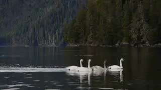 Trumpeter Swans Swimming Together