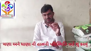 ચણા અને ધાણા ની હાલની પરિસ્થિતિ માટે શું કરવું