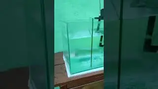 mengatasi ikan yang baru datang beli di online