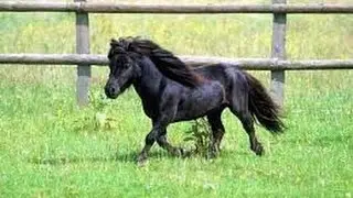 Poney cariñosos se acercan para acariciarles