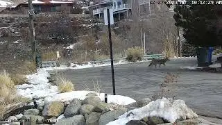 Coyote in the daylight