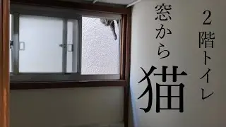 もうどこからでも入ってくる居候の猫（a cat that comes in from anywhere）