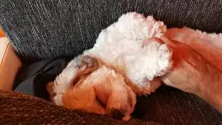Cute Shih Tzu
