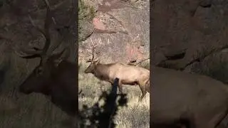 Big bull elk shot at 60 yards with a bow #elk #hunting #bowhunter #archery #hunter #bowhunting #wild