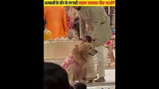 अनंतबअंबानी के डॉग की लग्जरी लाइफ #ambani #shorts #anantambani