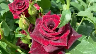 Сад Роз в Йокогаме, Japan. 🌹🌹🌹