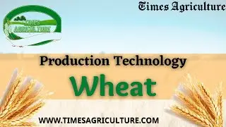 Wheat Production Technology ||  گندم کی پیداواری ٹیکنالوجی || गेहूं उत्पादन प्रौद्योगिकी