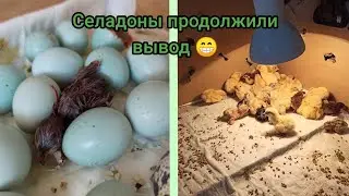 Вывод гигантов закончился, а селадонов начался!☺