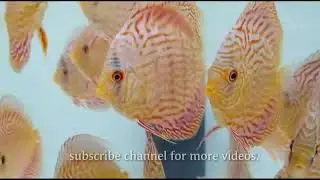 |SUPER DISCUS FISH |MAP DISCUS FISH