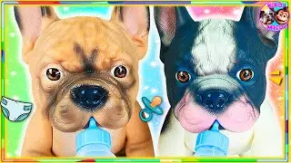 🐶 🐶 CUIDO a 2 PERRITOS GEMELOS 🍼  ¡CACHORROS BEBÉS van al VETERINARIO! 🏥