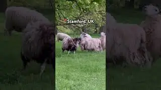 🥹Poor🐏#short #sheep #kidslearning #animals #cuteanimals #travelling#traveling#uk#british #toddlers