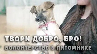 Твори добро, бро! Волонтёрство в питомнике