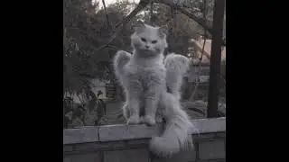 John Kalligan - Кот