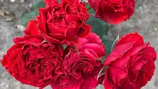 ЦВЕТЕНИЕ РОЗ 2022 🌹🥰🥶. РОЗЫ НЕ СДАЮТСЯ❤️‍🔥💪🌹
