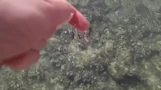 Как кормить рыб..